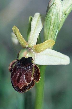 [click] Ophrys castellana, E   Navarra, Pamplona 28.5.2002 