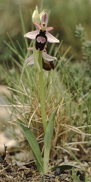 Ophrys catalaunica \ Katalonische Ragwurz / Catalonian Bee Orchid, E  Katalonien/Catalunya Bassella 2.5.1988 