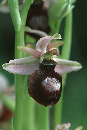 Ophrys catalaunica \ Katalonische Ragwurz / Catalonian Bee Orchid, E  Katalonien/Catalunya Calders 1.5.2004 