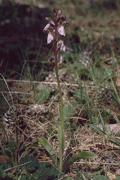 Orchis cazorlensis / Cazorla Orchid, E  Orihuela del Tremedal 25.5.1990 