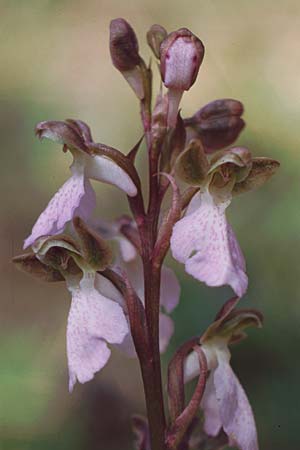 Orchis cazorlensis / Cazorla Orchid, E  Orihuela del Tremedal 25.5.1990 