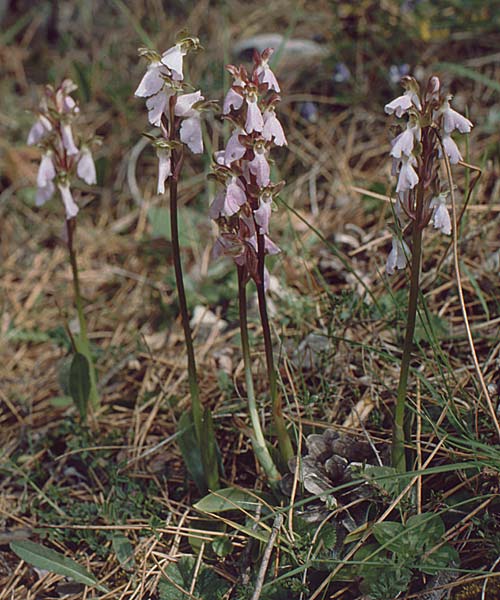 Orchis cazorlensis / Cazorla Orchid, E  Orihuela del Tremedal 25.5.1990 