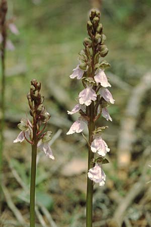 Orchis cazorlensis / Cazorla Orchid, E  Orihuela del Tremedal 26.5.2004 