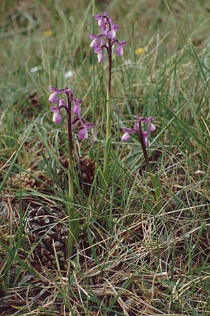 Anacamptis champagneuxii \ Dreiknollen-Knabenkraut / Green-Veined Orchid, E  Serrania de Cuenca 25.5.1990 