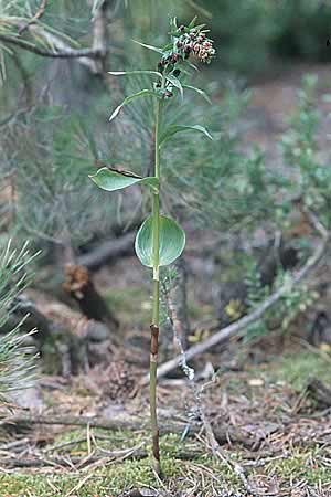 Epipactis distans \ Kurzblättrige Ständelwurz (molochina, vor der Blüte vertrocket), E  Prov. Teruel, Fortanete 10.7.2003 