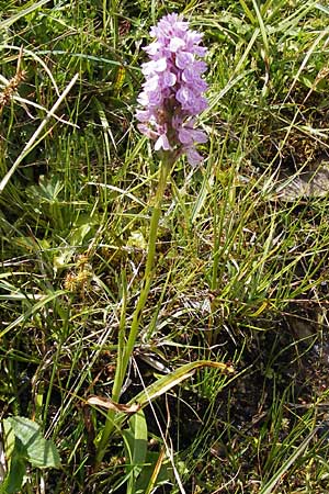 Dactylorhiza maculata \ Gefleckte Fingerwurz, Geflecktes Knabenkraut / Spotted Orchid, E  Picos de Europa, Posada de Valdeon 13.8.2012 