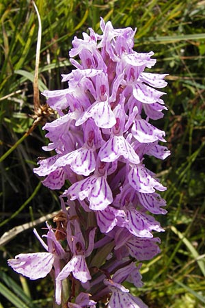 Dactylorhiza maculata \ Gefleckte Fingerwurz, Geflecktes Knabenkraut / Spotted Orchid, E  Picos de Europa, Posada de Valdeon 13.8.2012 