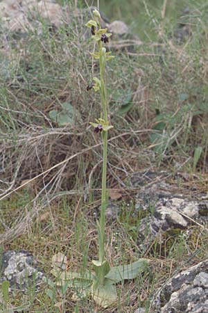 Ophrys malacitana \ Malaga-Ragwurz / Malaga Dull Ophrys (?), E  Alhaurin El Grande 29.3.2001 