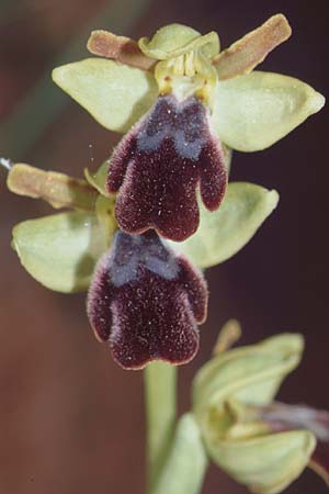 Ophrys malacitana \ Malaga-Ragwurz / Malaga Dull Ophrys (?), E  Alhaurin El Grande 25.3.2002 