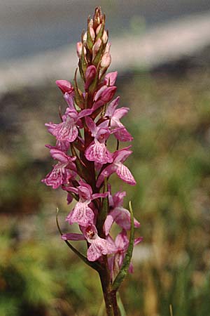 Dactylorhiza elata / Robust Marsh Orchid, E  Prades 27.5.1990 