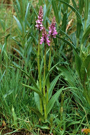 Dactylorhiza elata / Robust Marsh Orchid, E  Prades 27.5.1990 