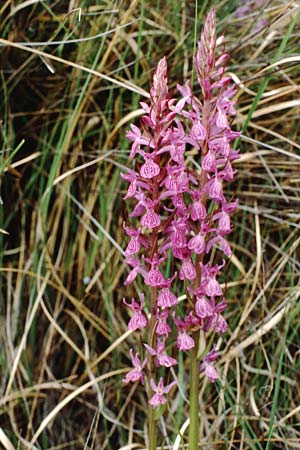 Dactylorhiza elata / Robust Marsh Orchid, E  Prades 27.5.1990 