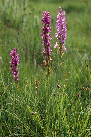 Dactylorhiza elata / Robust Marsh Orchid, E  Sierra de Gudar 1.7.1998 