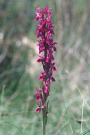 Dactylorhiza elata / Robust Marsh Orchid, E  Prov. Teruel, La Iglesuela del Cid 10.7.2003 