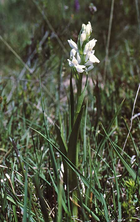 Dactylorhiza elata / Robust Marsh Orchid (Color-Variant), E  Bimon 24.5.1999 (Photo: Jan & Liesbeth Essink)