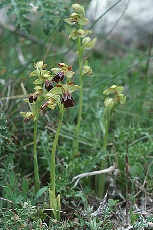 Ophrys malacitana \ Malaga-Ragwurz / Malaga Dull Ophrys (?), E  Grazalema 21.4.1999 