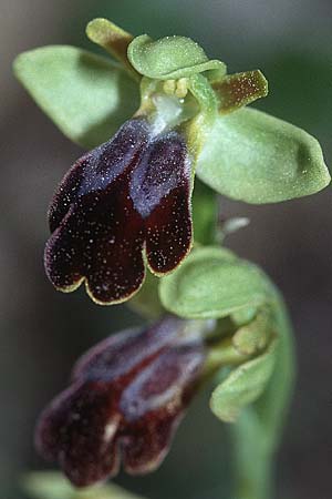 Ophrys malacitana \ Malaga-Ragwurz / Malaga Dull Ophrys, E  Coin 25.3.2002 