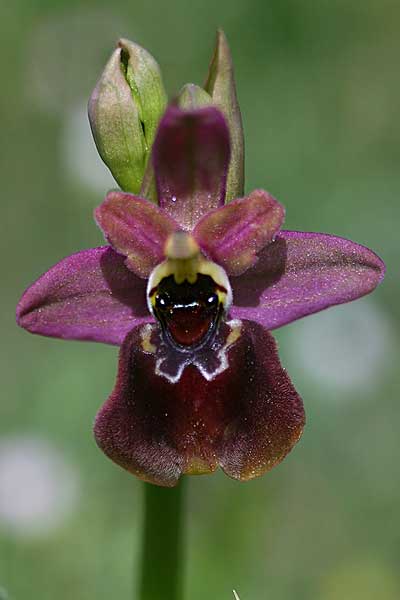 Ophrys ficalhoana x garganica subsp. passionis, E   La Rioja, Ezcaray 21.5.2016 (Photo: Helmut Presser)