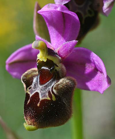 Ophrys ficalhoana x scolopax, E   Navarra, Pamplona 25.5.2016 (Photo: Helmut Presser)