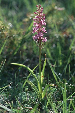 Gymnadenia conopsea subsp. pyrenaica \ Pyrenäen-Händelwurz / Pyrenean Fragrant Orchid, E  Navarra, Pamplona 21.5.2003 