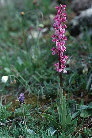 Orchis langei \ Spanisches Knabenkraut, E  La Rioja, Ezcaray 27.5.2002 