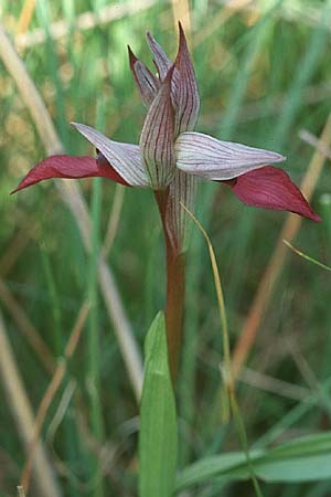 Serapias lingua \ Einschwieliger Zungenständel / Tongue Orchid, E  Estremadura 22.4.1999 