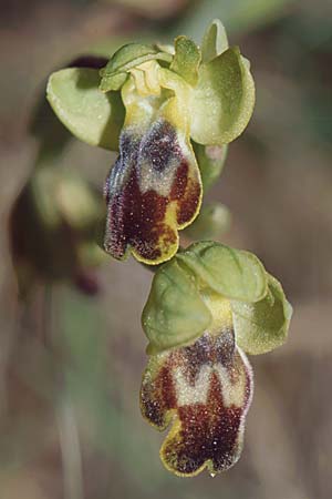 Ophrys lucentina / Alicante Orchid, E  Prov. Alicante, Xabia 27.3.2001 