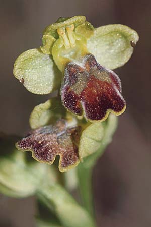 Ophrys lucentina / Alicante Orchid, E  Prov. Alicante, Xabia 27.3.2001 