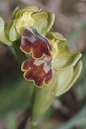 Ophrys lucentina \ Alicante-Ragwurz / Alicante Orchid, E  Prov. Alicante, Coll de Rates 30.3.2001 