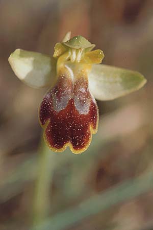 Ophrys lucentina / Alicante Orchid, E  Prov. Alicante, Xabia 24.3.2002 