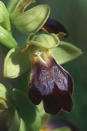 [click] Ophrys forestieri, E   Katalonien L'Escala 9.4.2004 