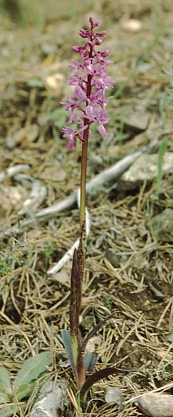 Orchis tenera / Tender Purple Orchid, E  Orihuela del Tremedal 26.5.2004 