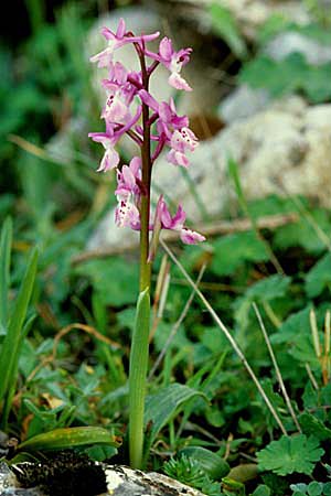 Orchis olbiensis \ Hyères-Knabenkraut / Hyres Orchid, E  Antequera 25.3.2002 