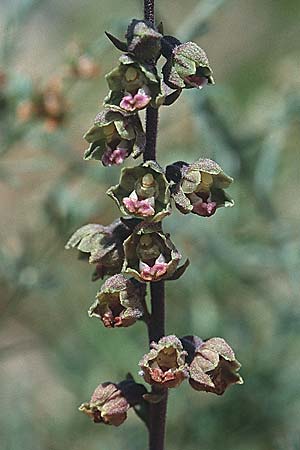 [click] Epipactis kleinii, E   Prov. Burgos,Incinillas 26.6.2001 