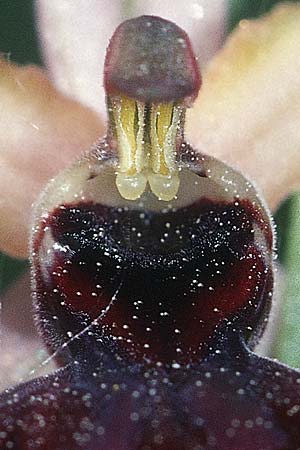 Ophrys passionis, E Ezcaray 23.5.03