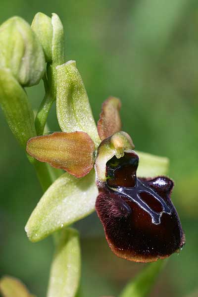 Ophrys garganica subsp. passionis x sphegodes, E   La Rioja, Ezcaray 21.5.2016 (Photo: Helmut Presser)