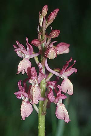 Orchis provincialis var. rubra \ Provence-Knabenkraut / Provence Orchid, E  Navarra, Pamplona 2.5.2004 