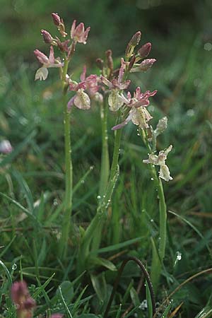 Orchis provincialis var. rubra \ Provence-Knabenkraut / Provence Orchid, E  Navarra, Pamplona 2.5.2004 