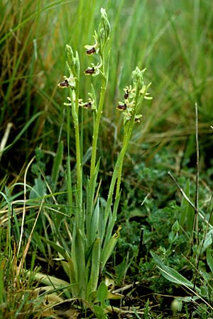 Ophrys riojana \ La-Rioja-Ragwurz, E  Logrono 7.5.2000 