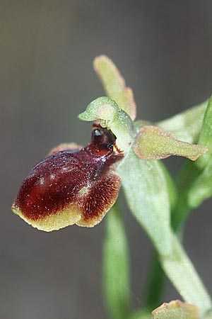 Ophrys riojana \ La-Rioja-Ragwurz, E  Prov. Burgos, Poza de la Sal 28.5.2002 