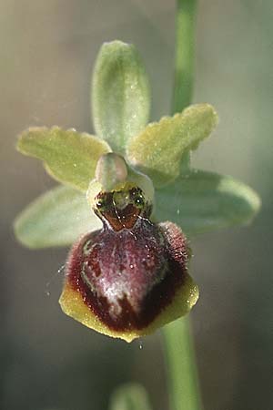 Ophrys riojana \ La-Rioja-Ragwurz / La Rioja Orchid, E  La Rioja, Haro 22.5.2003 