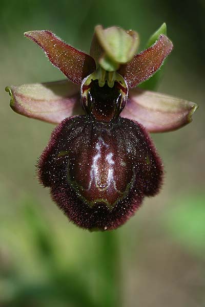 Ophrys riojana x speculum, E   La Rioja 21.5.2016 (Photo: Helmut Presser)