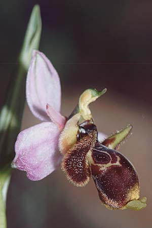 Ophrys sphegifera \ Tunesische Ragwurz, E  Alhaurin El Grande 25.3.2002 