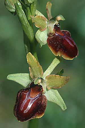 [click] Ophrys sphegodes, E   La Rioja, Ezcaray 27.5.2002 