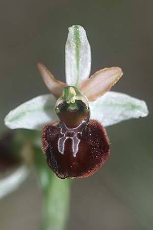 Ophrys sphegodes / Early Spider Orchid (s.l.), E  Prov. Teruel, La Iglesuela del Cid 24.5.2004 