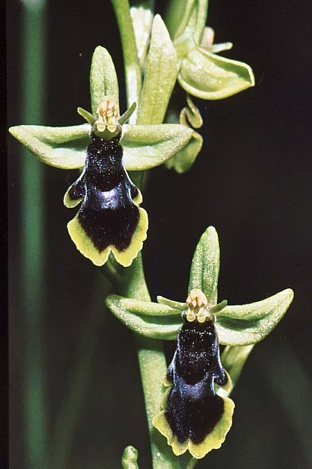 Ophrys subinsectifera \ Kleinblütige Fliegen-Ragwurz, E  Solsona 21.5.1990 (Photo: Jan & Liesbeth Essink)