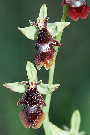 Ophrys subinsectifera \ Kleinblütige Fliegen-Ragwurz / Small-Flowered Fly Orchid, E  Navarra, Pamplona 28.5.2002 