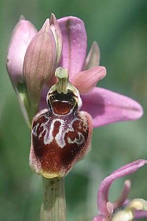 Ophrys castellana x tenthredinifera subsp. tenthredinifera, E   Navarra, Pamplona 21.5.2003 