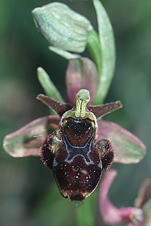 Ophrys scolopax x sphegodes, E   Navarra, Pamplona 21.5.2003 