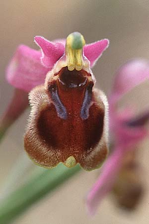 Ophrys ficalhoana \ Spätblühende Wespen-Ragwurz / Late Sawfly Orchid (ronda ?), E  Ronda 20.4.1999 